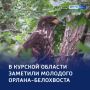Небесные исполины: куряне наблюдают за становлением хищников
