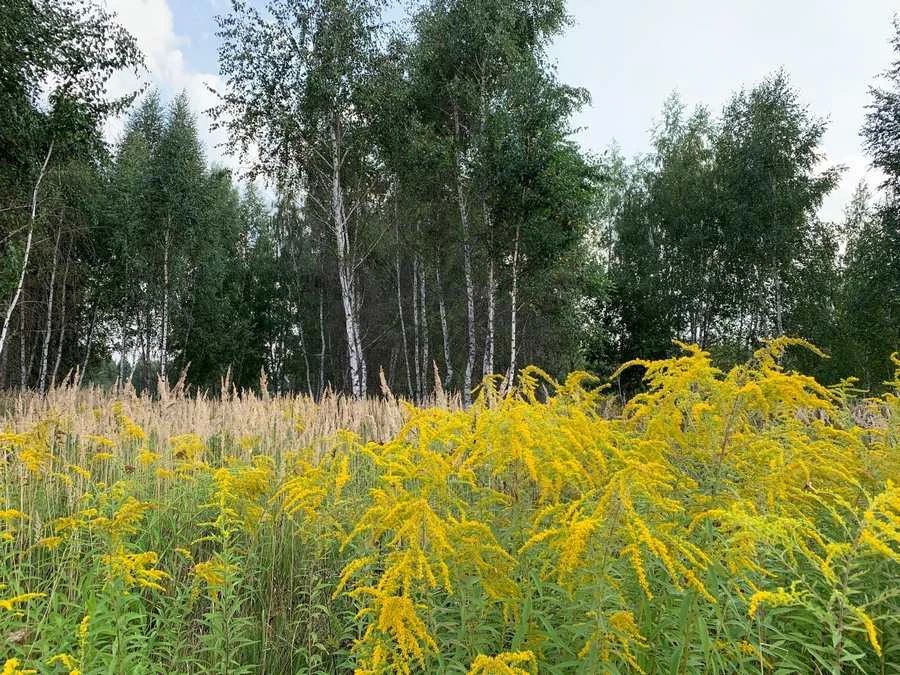 В Курской области 12 июля снова ожидаются дожди с грозами