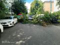 В центре Курска дерево рухнуло на машины