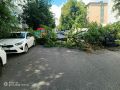 В центре Курска дерево рухнуло на припаркованные машины