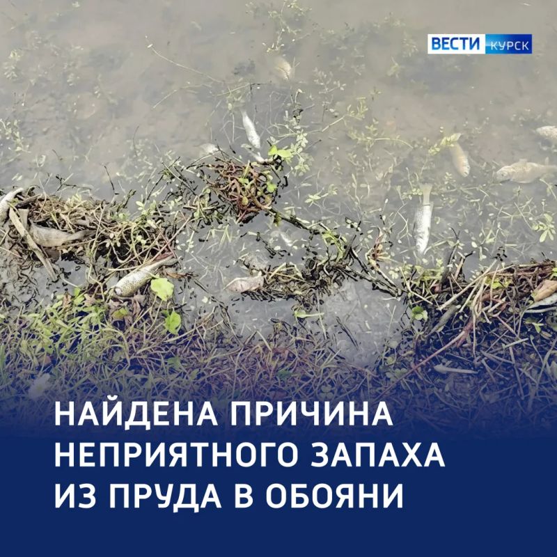 Запах исчез — вопросы остались: «история с душком» на улице Урицкого в Обояни