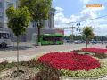 В Курске на улице Ленина высаживают клёны