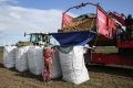 Стабильность цен на картофель в 2026 году: надежды аграриев