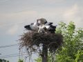 В Курской области начали считать аистов