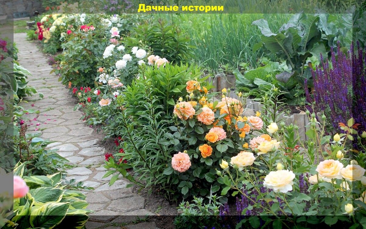 Цветущий рай на вашем участке
