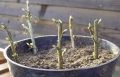Размножение чёрной смородины зимними черенками: практическое руководство по укоренению