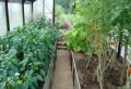 Как победить почвоутомление: 5 эффективных способов для вашей теплицы