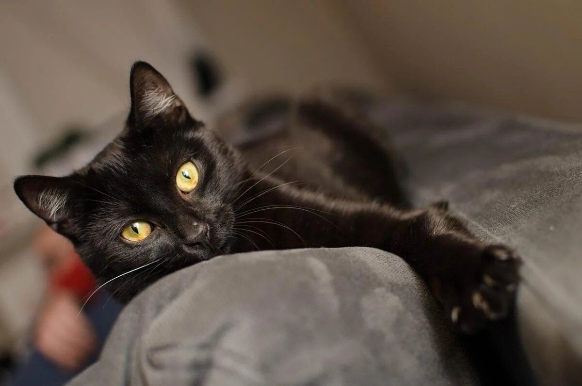 Кошки и их хозяева: как feline-феномен воспринимает человеческую речь