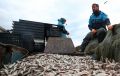 Россия установила новый рекорд вылова водных биоресурсов в 2026 году