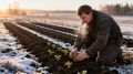 Как вырастить урожай на северном огороде: лучшие культуры для холода