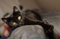 Кошки и их хозяева: как feline-феномен воспринимает человеческую речь