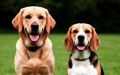 Спор владельцев о собаках в Курске завершился переломом носа и судом
