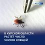 1234Опасный сезон: в регионе выявили боррелиоз у 16 человек