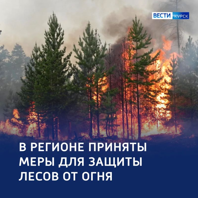Не допустить огня: Курская область наращивает защиту лесов