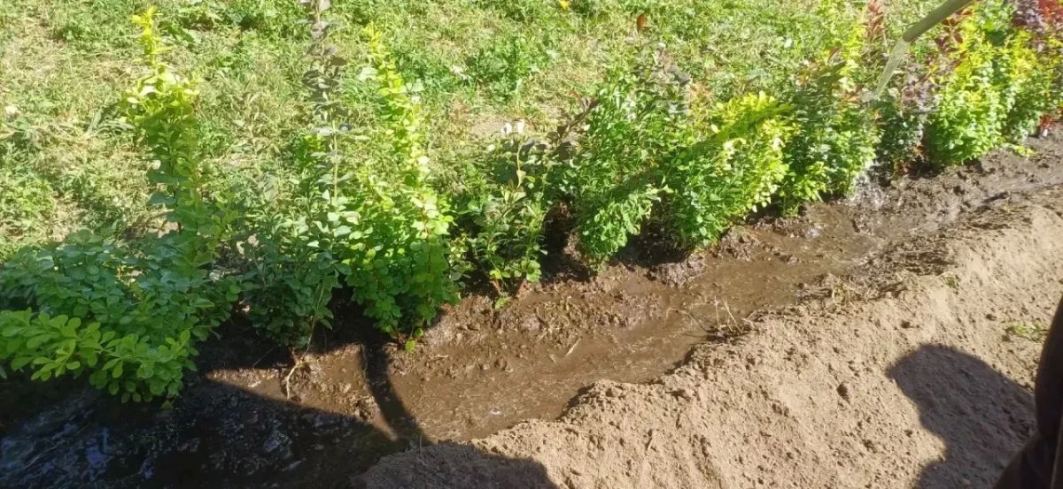 В Курске поливают клумбы с цветами по графику