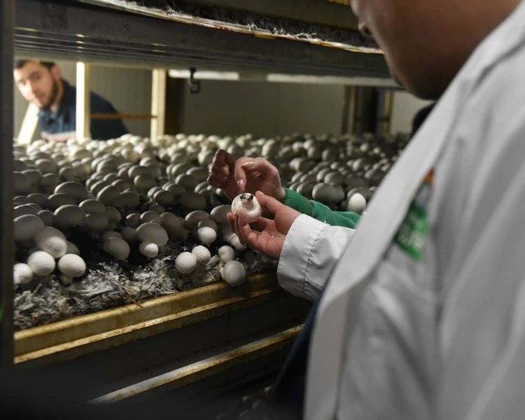 Курская область увеличила экспорт шампиньонов на 22%