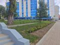 В Курске пропавшую из сквера сирень спасают в теплице