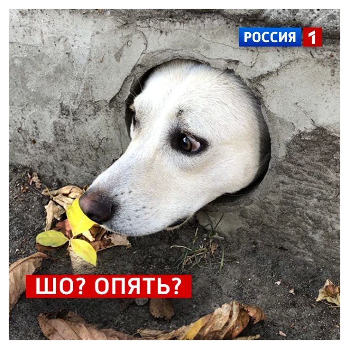 24 июля, пятница. Сегодня День старых шуток