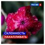 26 июля, воскресенье. Утро выдалось достаточно пасмурным, и прогнозы обещают дождь