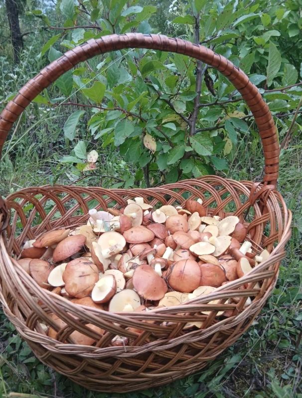 Сезон маслят открыт!. Участники популярного сообщества «Курские грибники» делятся первыми радостными находками — в лесах появились долгожданные маслята