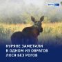 По старым тропам: сохатые — на курской земле