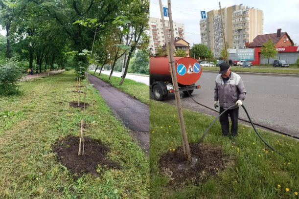 В Курске опровергли информацию о гибели деревьев на улице 50 лет Октября