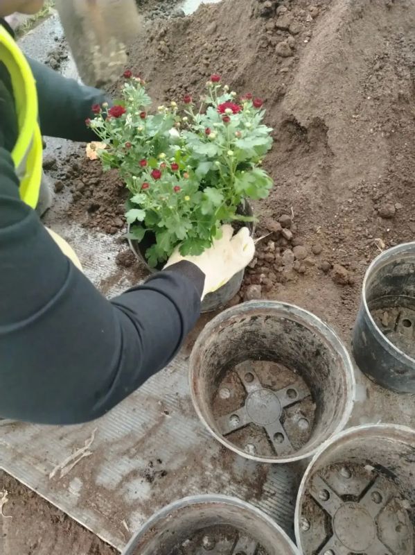 За окном то пасмурно, то дожди, но это не значит, что прекращается работа по озеленению родного Курска