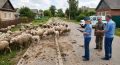 В Курской области владельцу 40 овец запретили выгуливать стадо на улице