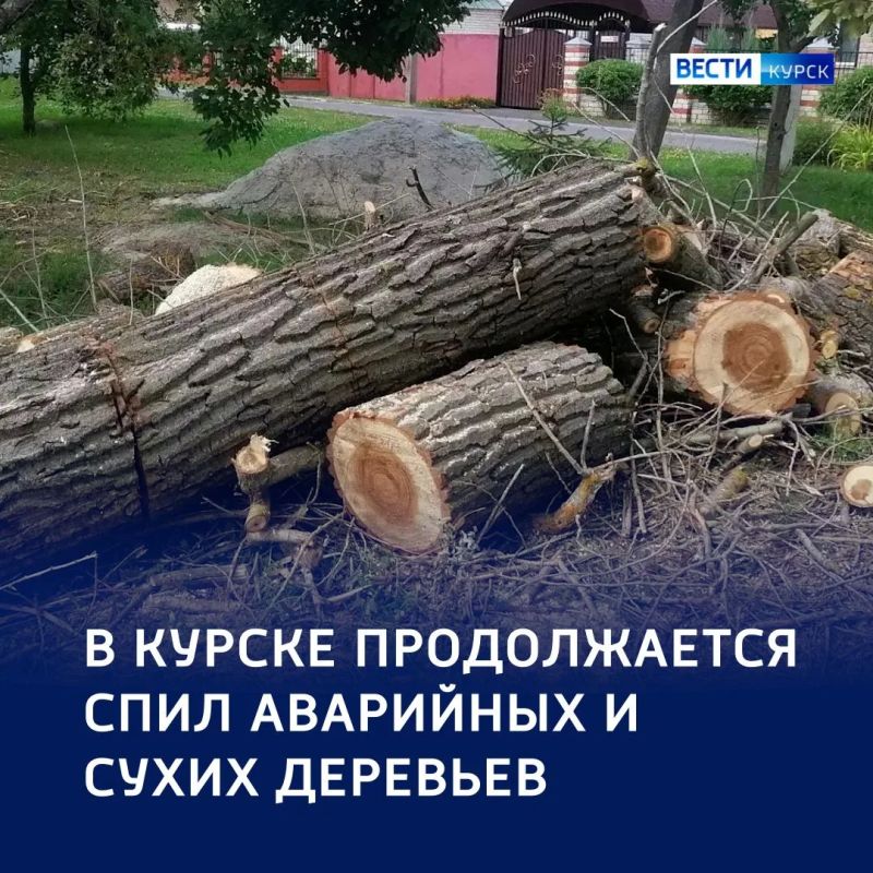 Безопасные улицы: в Курске срубили более тысячи аварийных деревьев