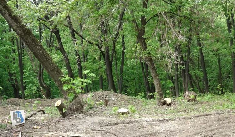 Засохшие деревья в Знаменской роще Курска обследуют учёные
