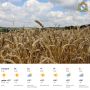 Доброе утро! Первая неделя августа будет жаркой, отличная погода для сбора урожая