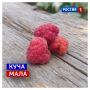 4 августа, вторник. Сегодня в народном календаре Мария Ягодница, она же Марья-росница, Марья-ключница