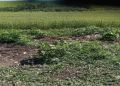 В Курской области убрали 4 незаконные свалки на землях сельхозназначения