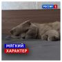 8 августа, суббота. Сегодня Всемирный день кошек