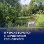 Зловещий зонтик: в Курске — борьба с борщевиком
