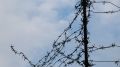 «На растяжки ставили»: житель Курской области рассказал о пытках в украинском плену