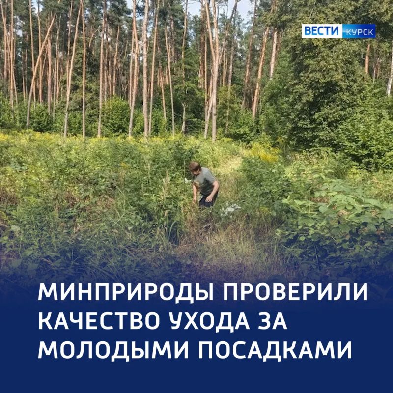 Зелёный фонд: в Дмитриеве проверили качество ухода за деревьями
