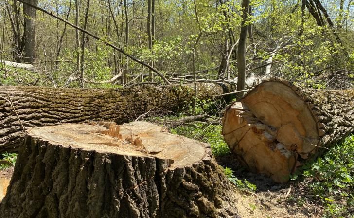 С курянина взыскали 1 млн рублей за незаконную рубку деревьев