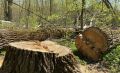 С курянина взыскали 1 млн рублей за незаконную рубку деревьев