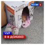 15 августа, суббота. Сегодня Международный день бездомных животных