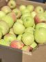 Куряне отмечают Яблочный Спас на Полугоре