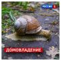 17 августа, понедельник. Сегодня День проснувшихся улиток