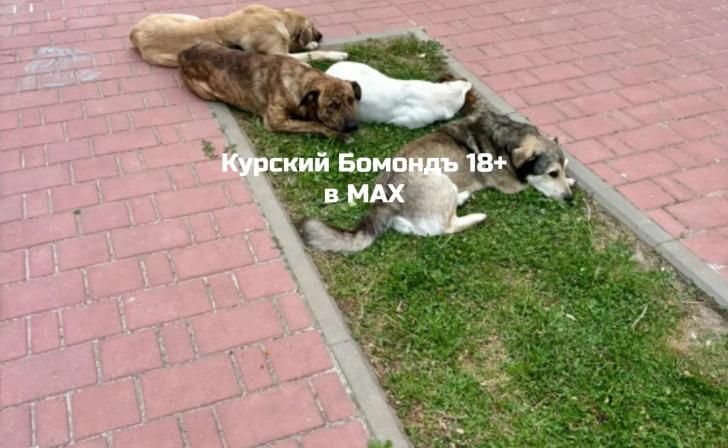 В Курске СК начал проверку по фактам нападения собак на детей