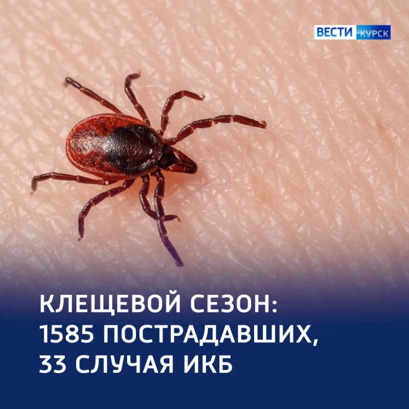 От укуса до диагноза: пять новых случаев клещевого боррелиоза за неделю
