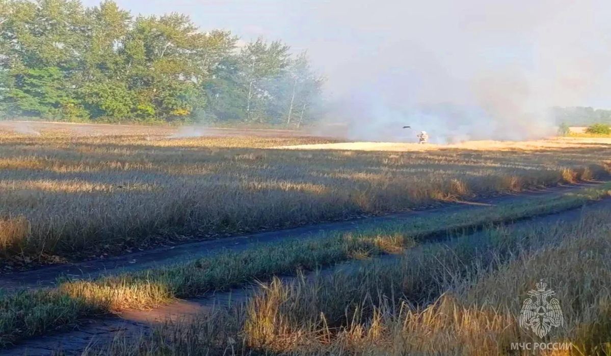 В Поныровском районе Курской области сгорели 80 гектаров ячменя