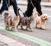 Куряне вывезли за границу 55 собак и 27 кошек