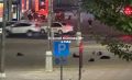В Курске СК начал проверку по факту нападений стаи собак