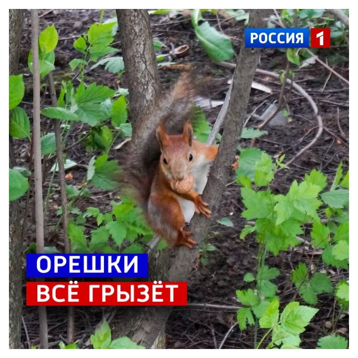 29 августа, суббота. Сегодня Ореховый спас
