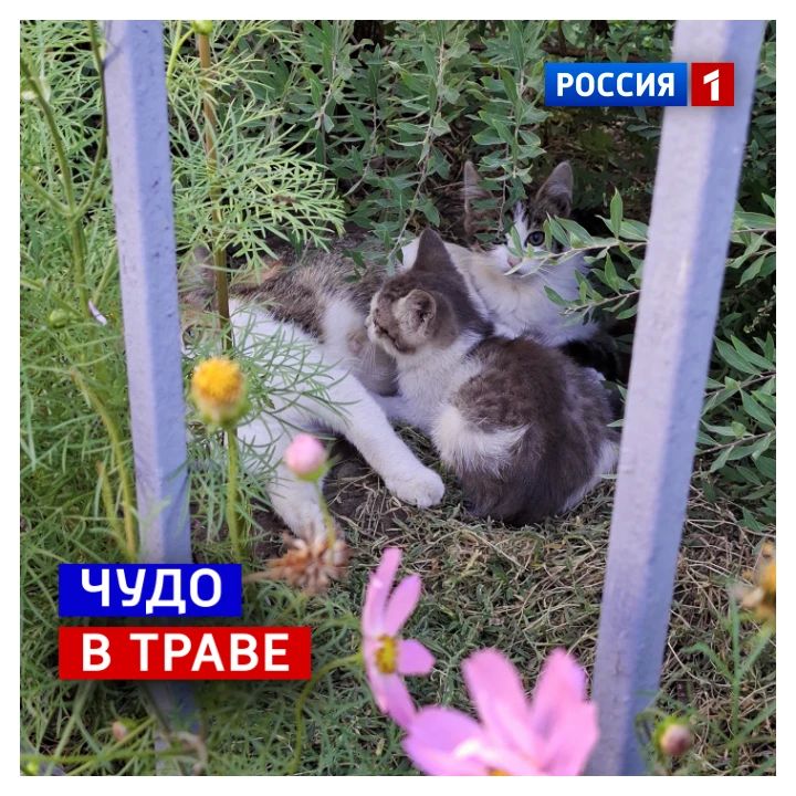 31 августа, понедельник. Сегодня День шепота травы