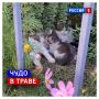31 августа, понедельник. Сегодня День шепота травы
